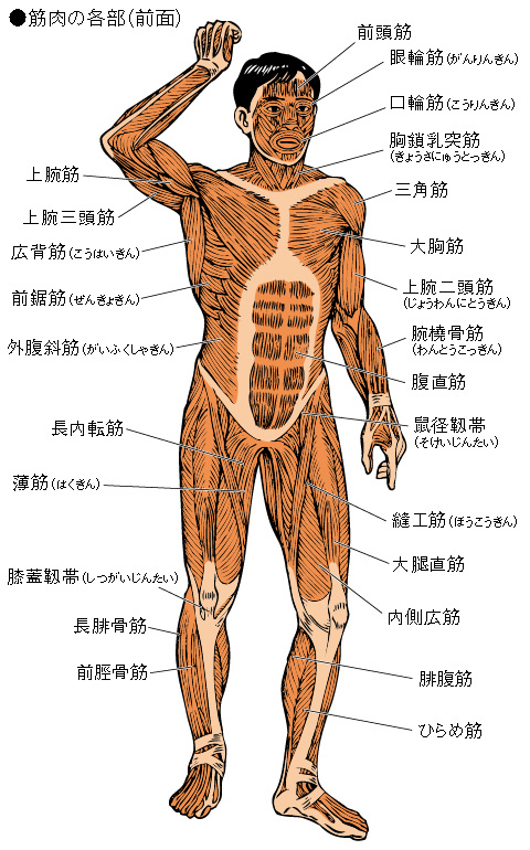 筋肉の各部