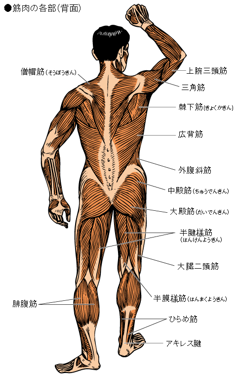 筋肉の各部