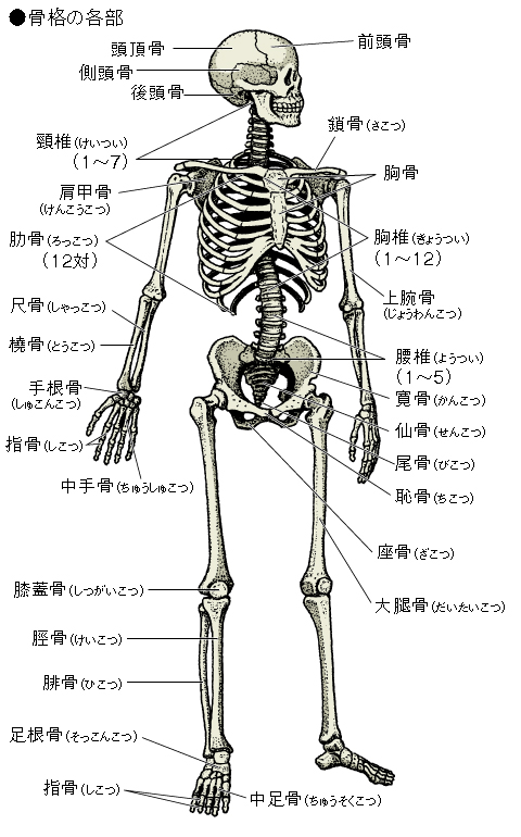 骨格の各部